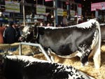 Salon de l'agriculture 2018