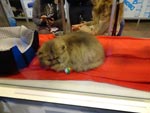 Salon de l'agriculture 2018