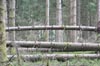 foret01 v