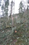 foret02 v