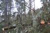 foret03 v
