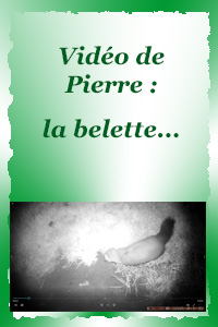 la belette dans la nuit