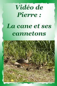 Maman cane et ses cannetons au bord de l'eau...
