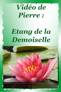 Etang de la Demoiselle - ses nénuphars