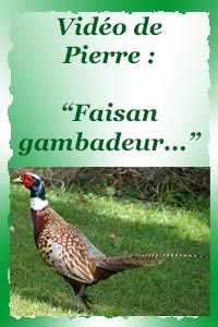Le faisan gambadeur...
