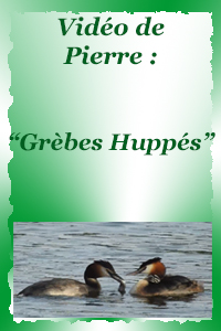 Les grèbes huppés au Plan d'Eau de Remiremont