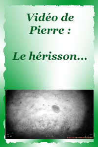 Hérisson dans la nuit