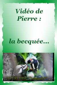 La becquée de l'oiseau...