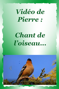 Le chant de l'oiseau...