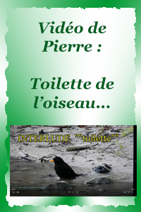 La toilette de l'oiseau...