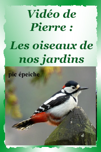 les oiseaux de nos jardins