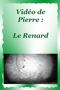 Le renard dans la nuit