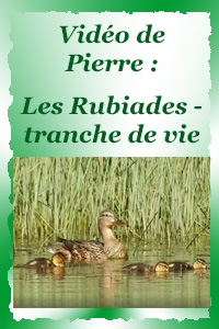 Etang des Rubiades - tranche de vie !