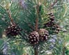 pin sylvestre01 v