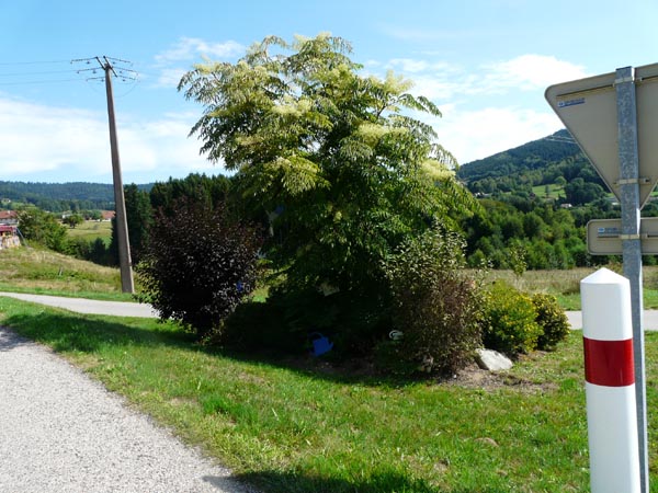 Fleurissement de Cleurie en 2015