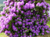fleurs2018 12 v