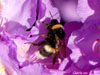 fleurs2018 13 v