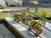 fleurs2018 16 v