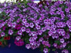 fleurs2018 17 v