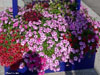 fleurs2018 18 v