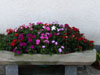 fleurs2018 12 v