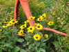 Fleurs à Cleurie en 2019 - l'alphabet